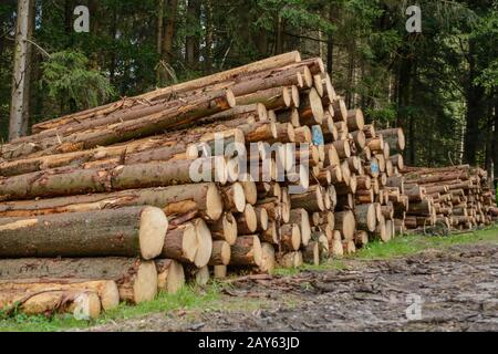 In einem zur Sammlung bereiten Stapel liegen wieder aufgelaufene Waldbäume Stockfoto