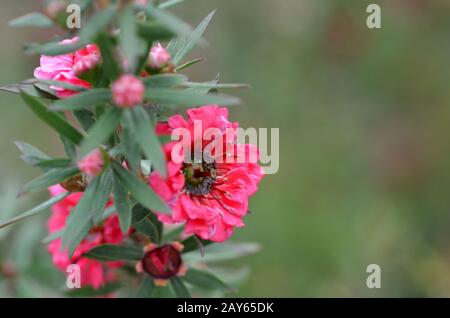 Manuka Myrte weiß-rosa Blume blüht Stockfoto