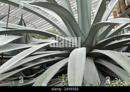 Riesige Agavenpflanzen im Flower Dome in Gardens by the Bay, Singapur Stockfoto