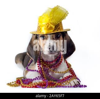 Mardi Gras Welpe mit langen Ohren in mehrfarbigen Perlen und Karnevalshut liegt auf weißem Hintergrund Stockfoto