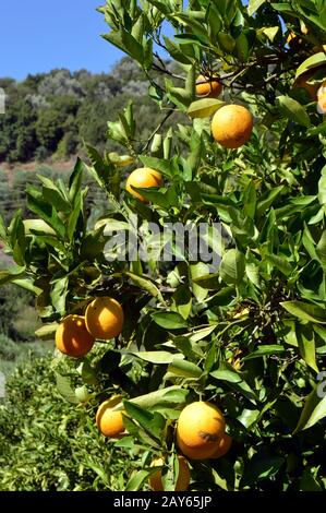 Ein Orangenbaum mit Früchten in der kretischen Kampagne. Stockfoto