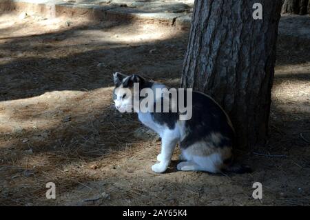 Katze spielen bei einem Baum unter der Sonne von der Insel Kreta. Stockfoto