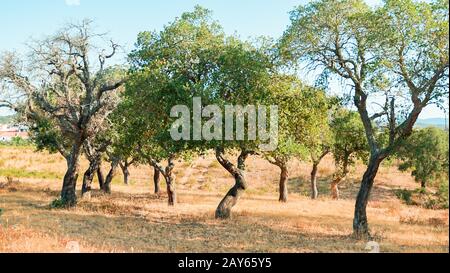 Plantage von Korkeichen in Alentejo Portugal. Blick auf die trockene Landschaft der portugiesischen Region. Stockfoto