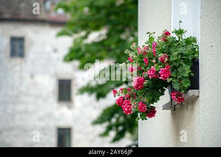 Rote Blumen auf einem Fensterschweller in der Altstadt Stockfoto