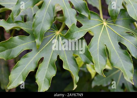 Japanische aralia (Fatsia japonica) verlässt Stockfoto