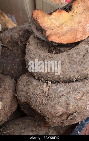 Amorphophallus paeoniifolius oder Elefant Fuß Yam Stockfoto