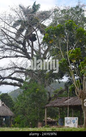 Kleine Reste des stark beprotokollierten tropischen Waldes an den Ausläufern der Sierra Maestra Range, Gemeinde Guisa, Südkuba Stockfoto