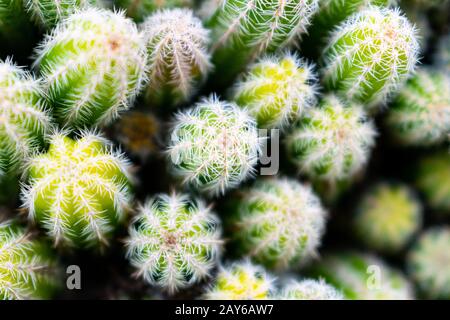 Abstrakte Draufsicht über Erdnüsse Kaktus (Echinopsis chamaecereus, Chamaecereus silvestrii), weicher Fokus Stockfoto