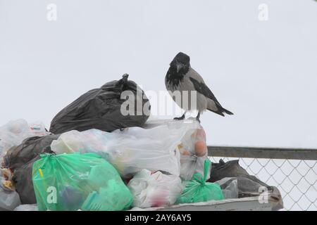 Krähe sitzt auf einer Mülltüte in einem Mülleimer. Stockfoto