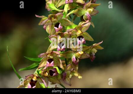 Breitblättrige Orchidee, breite Helleborine, Breitblatt, Blume, Blüte, Stockfoto