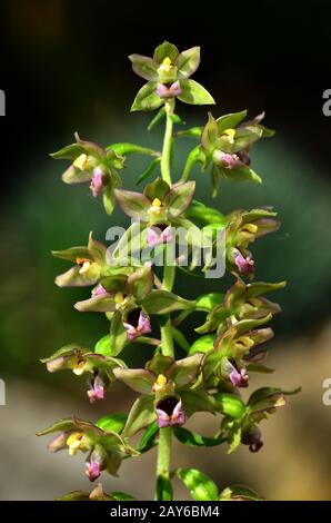 Breitblättrige Orchidee, breite Helleborine, Breitblatt, Blume, Blüte, Stockfoto