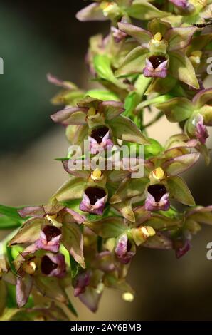 Breitblättrige Orchidee, breite Helleborine, Breitblatt, Blume, Blüte, Stockfoto