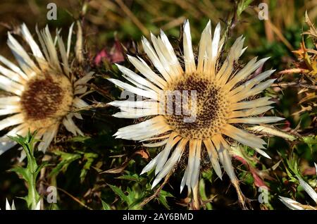 Silberdistel, stiellose caroline, Distel, Zwergkarlinentdistel, Stockfoto