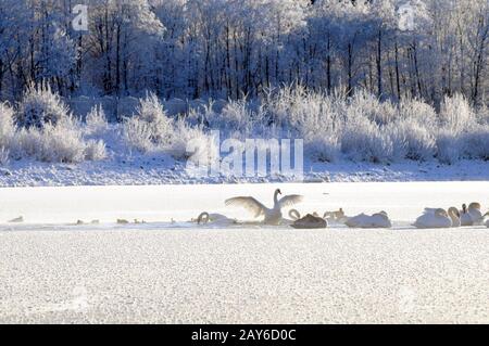 Weiße Schwäne am Wintersee Stockfoto