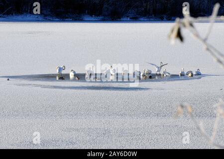 Weiße Schwäne am Wintersee Stockfoto