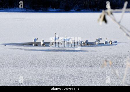 Weiße Schwäne am Wintersee Stockfoto