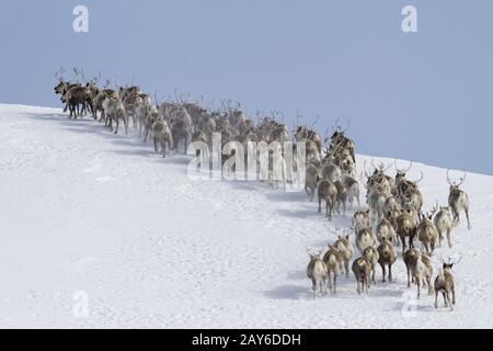 Herde Rentiere laufen rund um den Berg sonnigen Wintertag Stockfoto