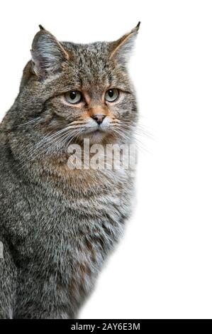 Wildkatze/Europäische Wildkatze (Felis silvestris) Porträt vor weißem Hintergrund Stockfoto