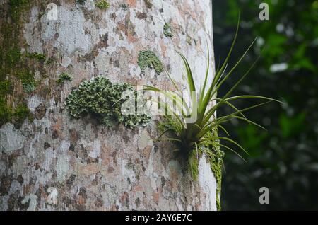 Epiphytische Vegetation im Limones de Tuabaquey Naturreservat, Provinz Camaguey, Südkuba Stockfoto