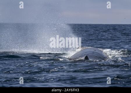 Pottwal produziert einen Brunnen des Wassers vor dem Tauchen im Pazifischen Ozean Stockfoto