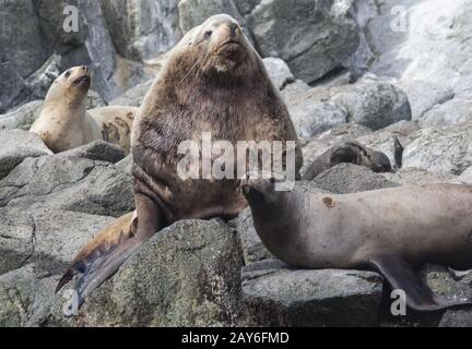 männliche Steller Seelöwen liegend auf einem Felsen neben dem Harem rookery Stockfoto