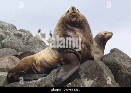 männliche Steller Seelöwen liegend auf einem Felsen neben dem harem Stockfoto