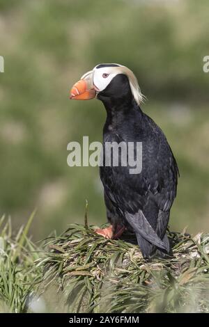 Getuftet Papageientaucher stehen auf der Wiese am Rande der Kolonie an einem sonnigen Tag Stockfoto