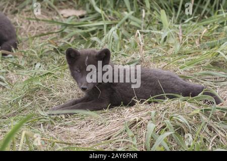 Welpen-Kommandanten blau Polarfuchs, die liegt in der Nähe der Höhlen Stockfoto