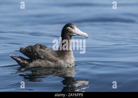 junge Kurzschwanz-Albatros Sommertag auf dem Ozeanwasser sitzen Stockfoto