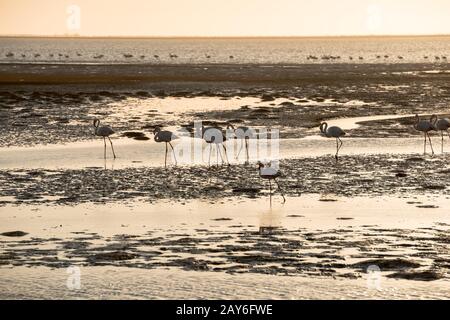 Getöntes Bild von Flamingo-Silhouetten, die sich entlang der Küste von Namibias bewegen Stockfoto