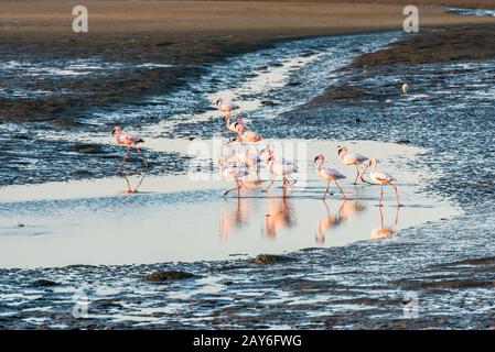 Gruppe von pinkfarbenen und weißen Flamingos an der Namibian Walvis Bay Stockfoto