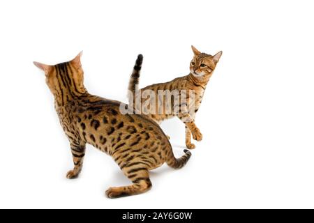 Brown Spotted Tabby Bengal Hauskatze, Körperhaltung Erwachsene in Defensinve Hintergrund weiß Stockfoto