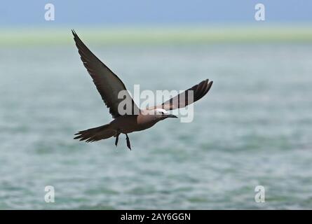 Brown Noddy (Anous Stolidus pileatus) Erwachsener auf Flug Ile aux Cocos, Rodrigues, Mauritius Dezember Stockfoto