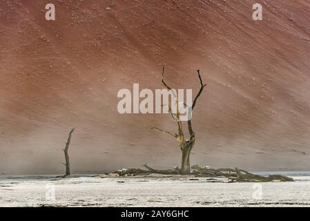 Tote trockene Bäume im Tal der DeadVlei in der Wüste von Namib Stockfoto