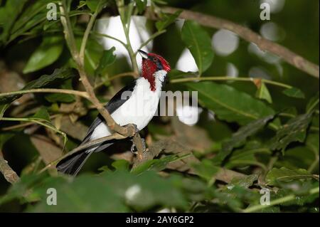 RedCapped Cardinal, Paroaria gularis, Erwachsener, der auf Der Filiale steht, Los Lianos in Venezuela Stockfoto