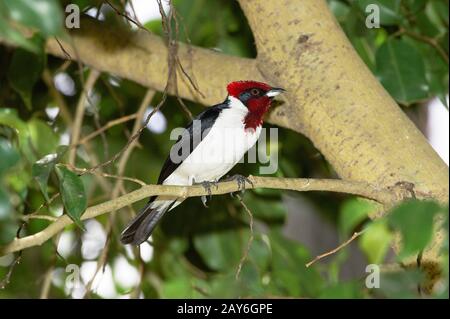 RedCapped Cardinal, Paroaria gularis, Erwachsener, der auf Der Filiale steht, Los Lianos in Venezuela Stockfoto