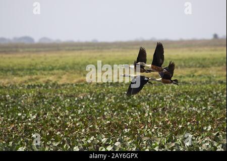 Orinoco Gans, Neochen Jubata, Gruppe im Flug über dem Sumpf, Los Lianos in Venezuela Stockfoto