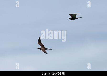 Brown Noddy (Anous Stolidus pileatus) zwei Erwachsene auf Flug Ile aux Cocos, Rodrigues, Mauritius Dezember Stockfoto