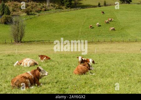 Einige Kühe weiden auf einer grünen Wiese in einer Hügellandschaft Stockfoto