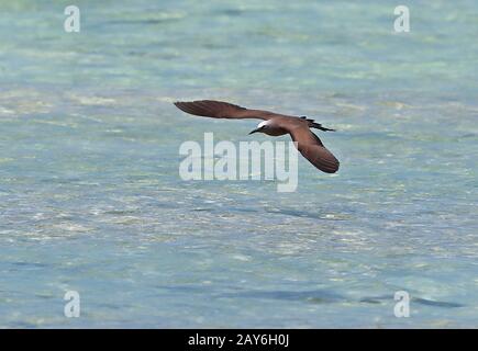 Brown Noddy (Anous Stolidus pileatus) Erwachsener auf Flug Ile aux Cocos, Rodrigues, Mauritius Dezember Stockfoto