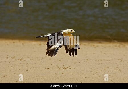 Gelb-Headed Caracara, Milvago Chimachima, Erwachsenen während des Fluges, Los Lianos in Venezuela Stockfoto