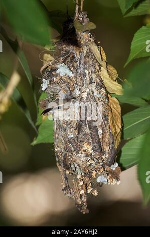 Variable Sonnenbrust, Rinnyris venustus, weibliche Stellung in Nest, Kenia Stockfoto