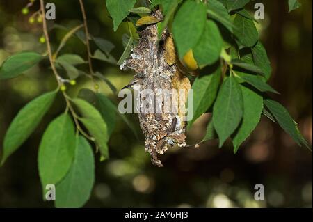 Variable Sonnenbrust, Rinnyris venustus, weibliche Stellung in Nest, Kenia Stockfoto