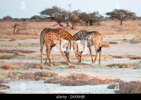 Zwei Giraffen in der Namibias kreuzen sich elegant über ihre Hälse Stockfoto