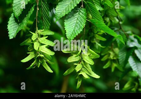 Hainbuche, europäische Hainbuche, gewöhnliche Hainbuche, Früchte, Samen, Stockfoto