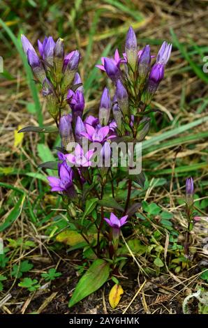 Blume, Blüte, Enzian, Chiltern gentian, Deutsch gentian, Stockfoto