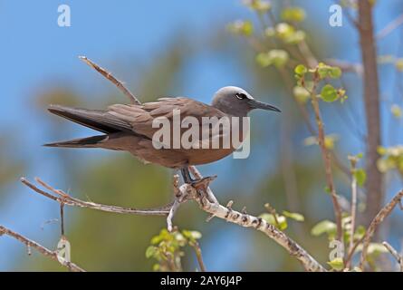 Brown Noddy (Anous Stolidus pileatus) Erwachsener, der auf dem toten Ast Ile aux Cocos, Rodrigues, Mauritius Dezember steht Stockfoto