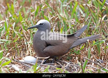 Brauner Noddy (Anous Stolidus pileatus) Erwachsener, der mit Ei Ile aux Cocos, Rodrigues, Mauritius Dezember über dem Gelege steht Stockfoto