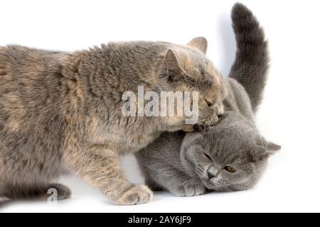 Blau Creme Britisch Kurzhaar-Hauskatze, Weibchen beißen eine blaue Britisch Kurzhaar Kätzchen vor weißem Hintergrund Stockfoto