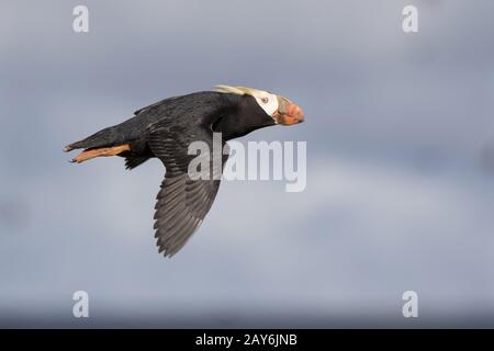 getuftete Papageientaucher fliegen in der Nähe von und Blick zur Seite Sommertag Stockfoto